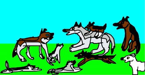 court métrage sur Wolf