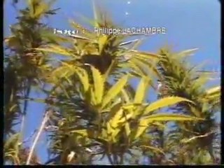 La Culture Du Cannabis Au Maroc Kif Kif / LEGALiSE