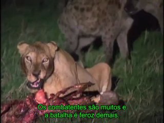 Leoes e Hienas - Eternos Inimigos (Legendado)