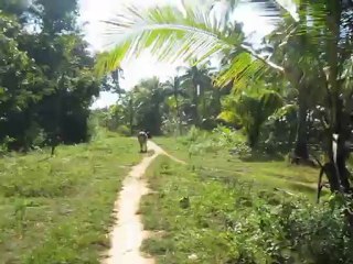 Vaches sur le chemin cotier de NGWE HSAUNG.