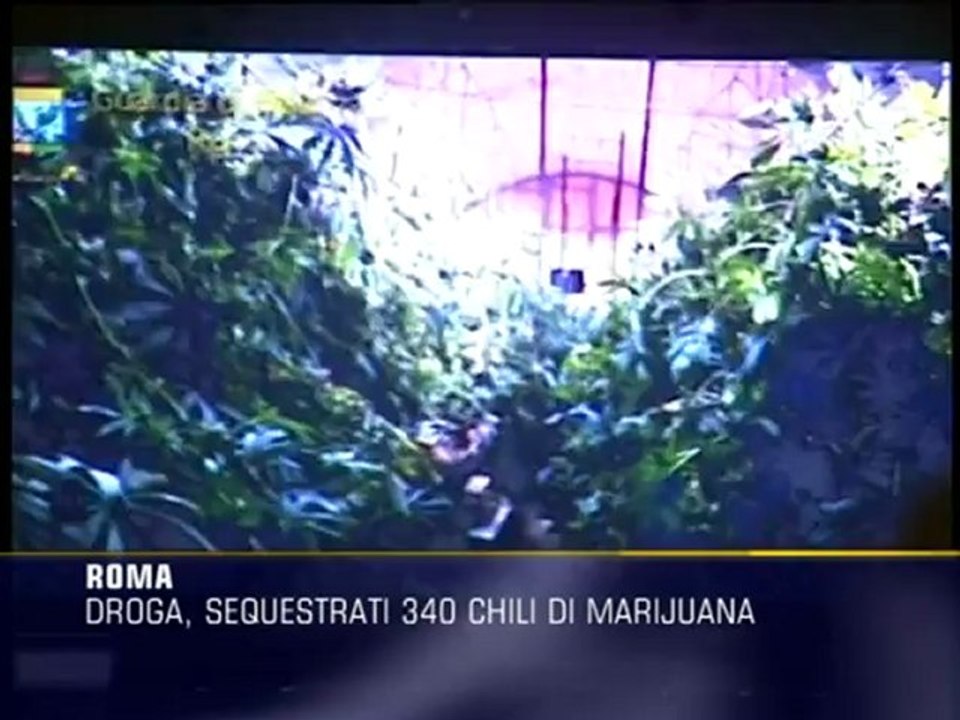 Droga, sequestrati 340 chili di marijuana