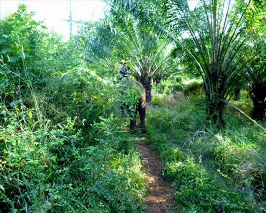 GANESHA PARK THAILANDE