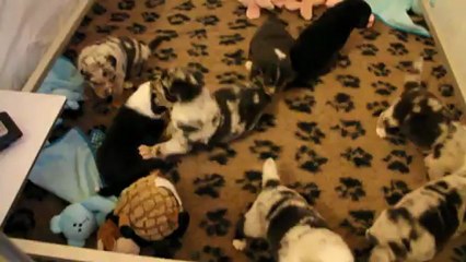 Chiots en éveil