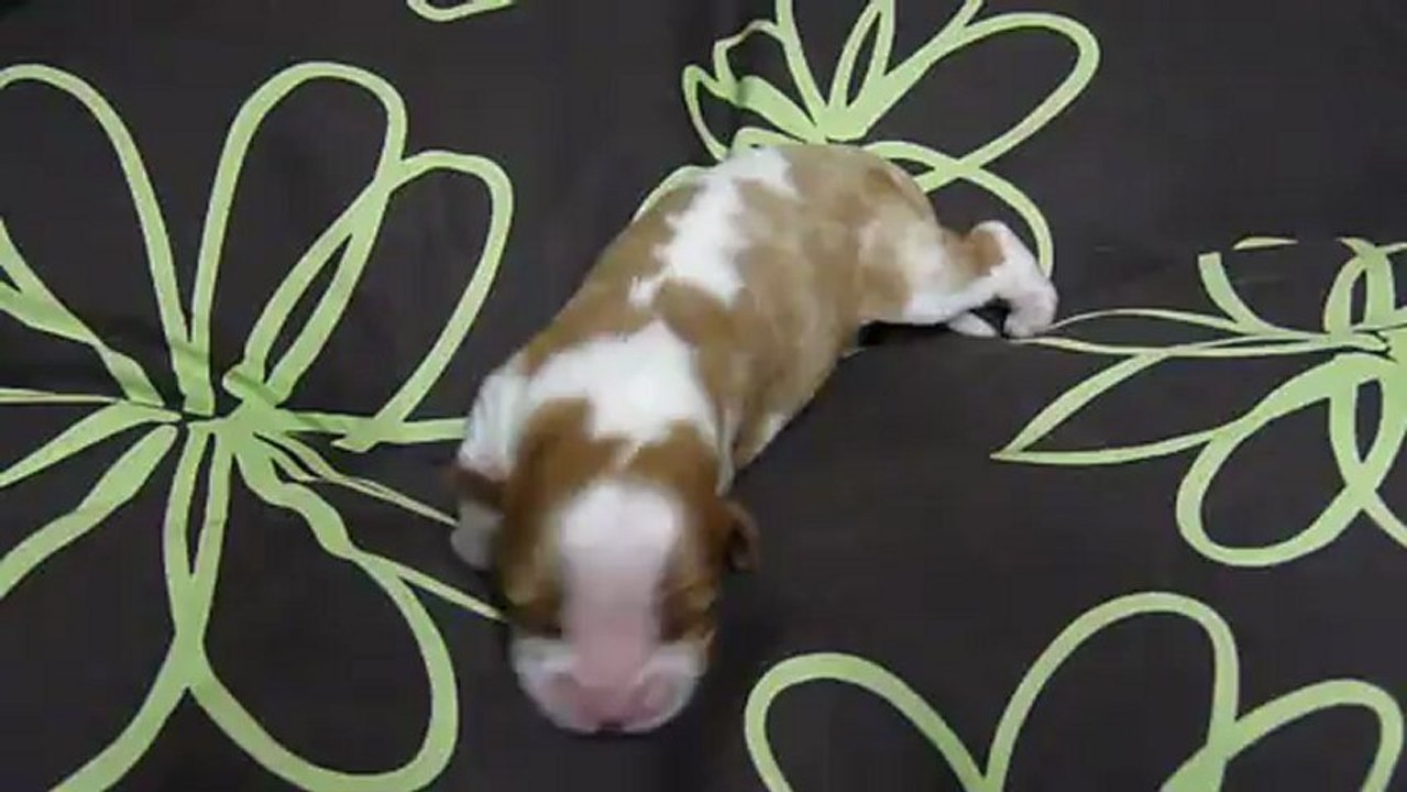 P1080369  PORTEE DE ELENA DU 4 JANVIER 2013