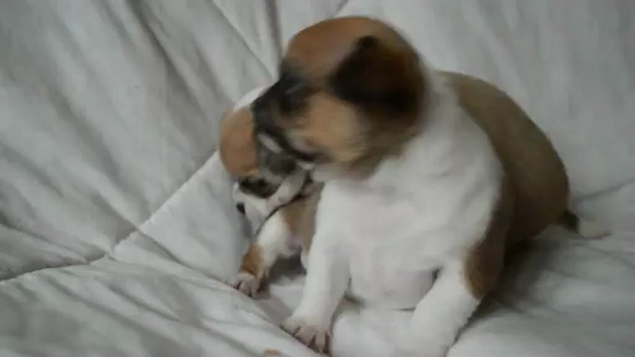 1er jeu entre Brooklyn et Dexter