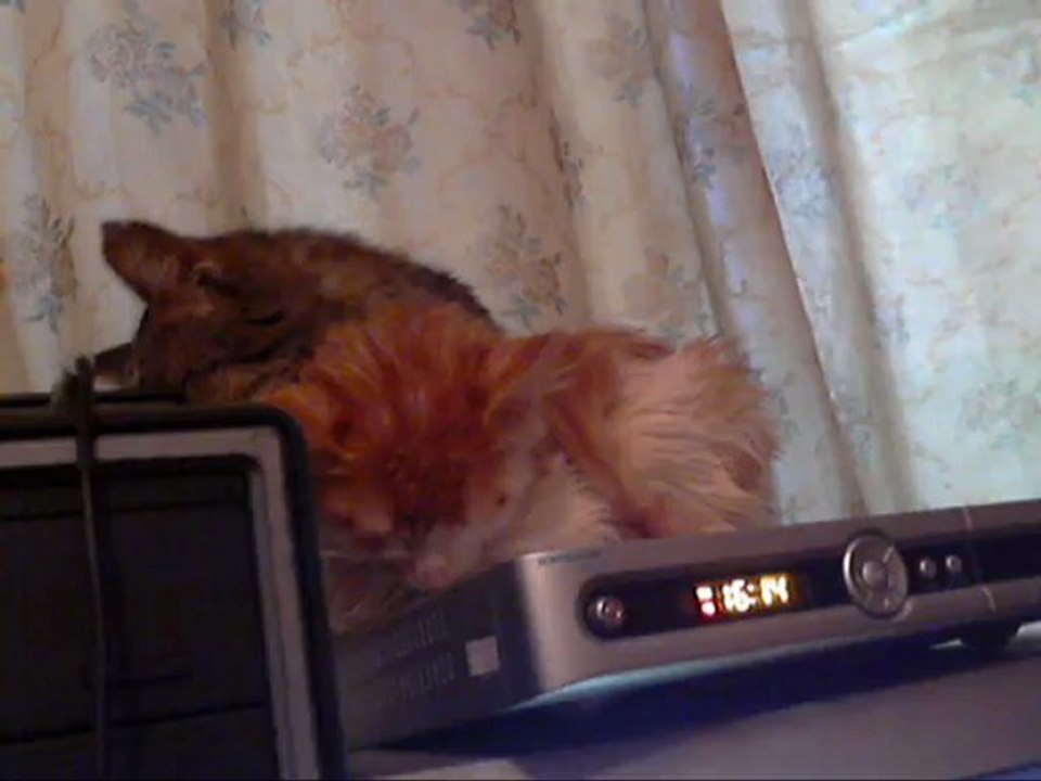 Quiqui, mon matou, lave la petite  Etoile