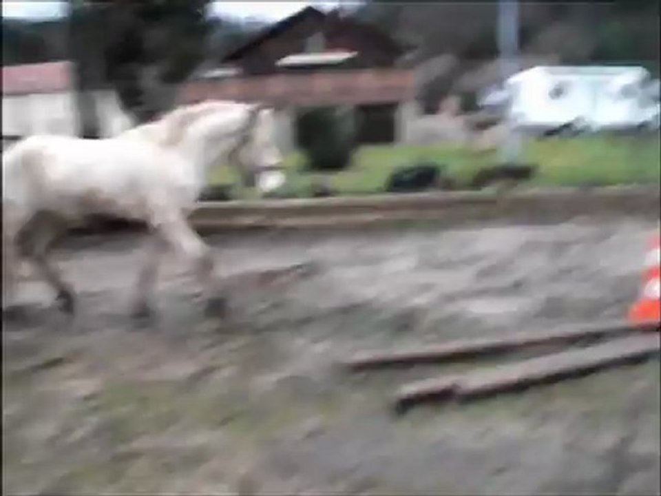 Les allures de Belouga