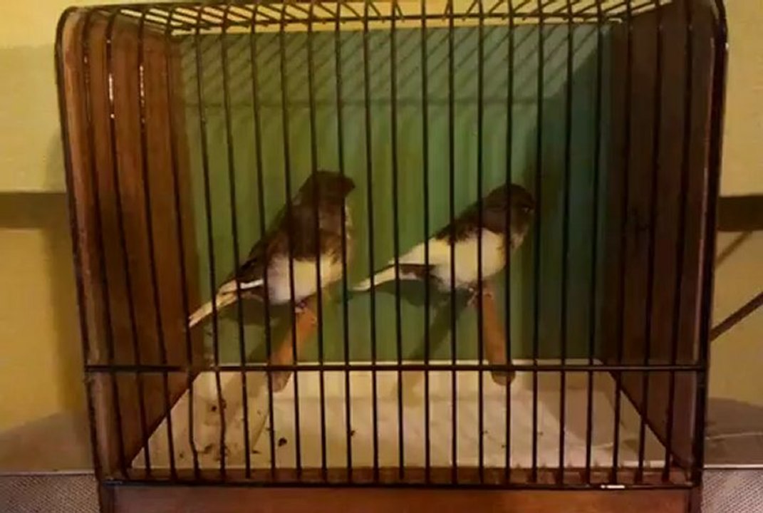 GLOSTER-SERCAN DEMİR