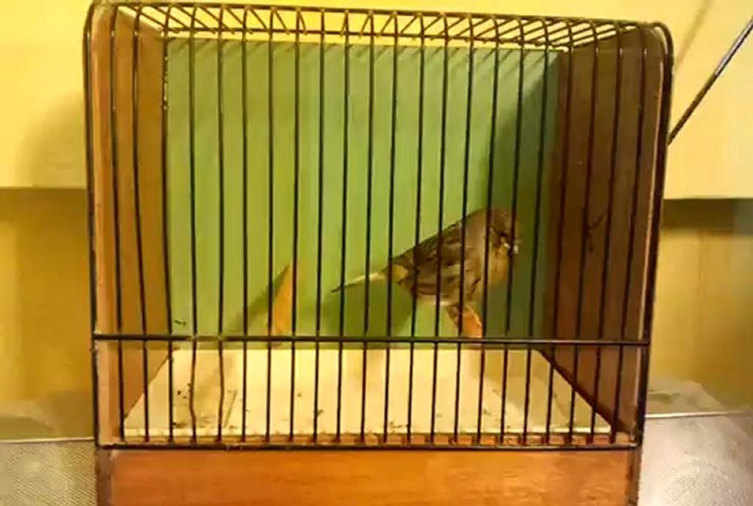 GLOSTER-2012-SERCAN DEMİR