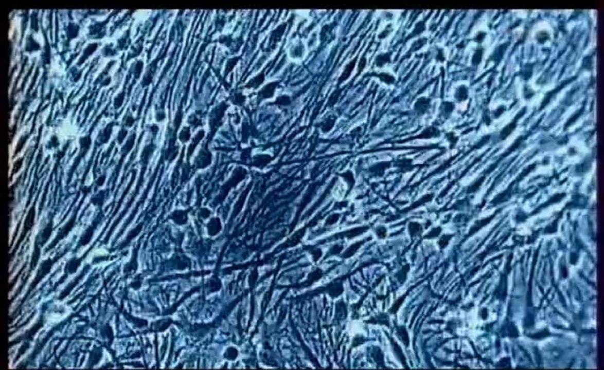 Hallucinoghènes Et Ecstasy / L'alchimie de la Conscience / Drogues et Cerveaux