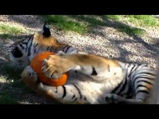 GW Exotic Animal Pumpkin Fest