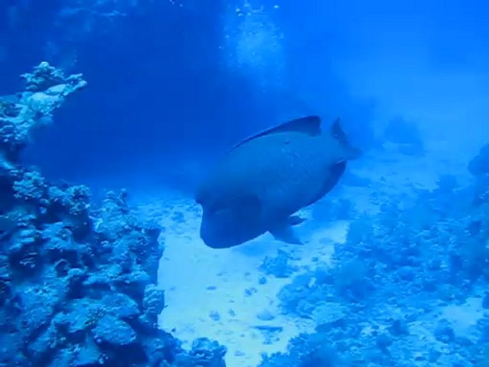 Poisson Napoléon : plongée à partir du Star Jet