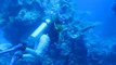 Plongée sous-marine PADI école de plongée Scubacool