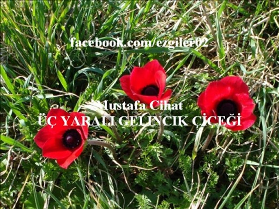 Mustafa Cihat - ÜÇ YARALI GELİNCİK ÇİÇEĞİ [ezgi-dinle.com]