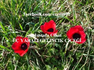 Mustafa Cihat - ÜÇ YARALI GELİNCİK ÇİÇEĞİ [ezgi-dinle.com]