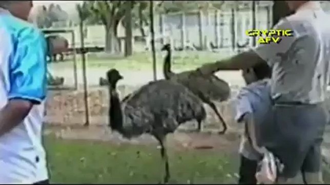 Komik hayvan videoları izle