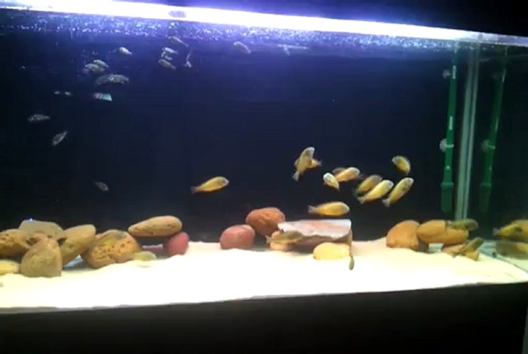 f1 ilangi yellowlarım