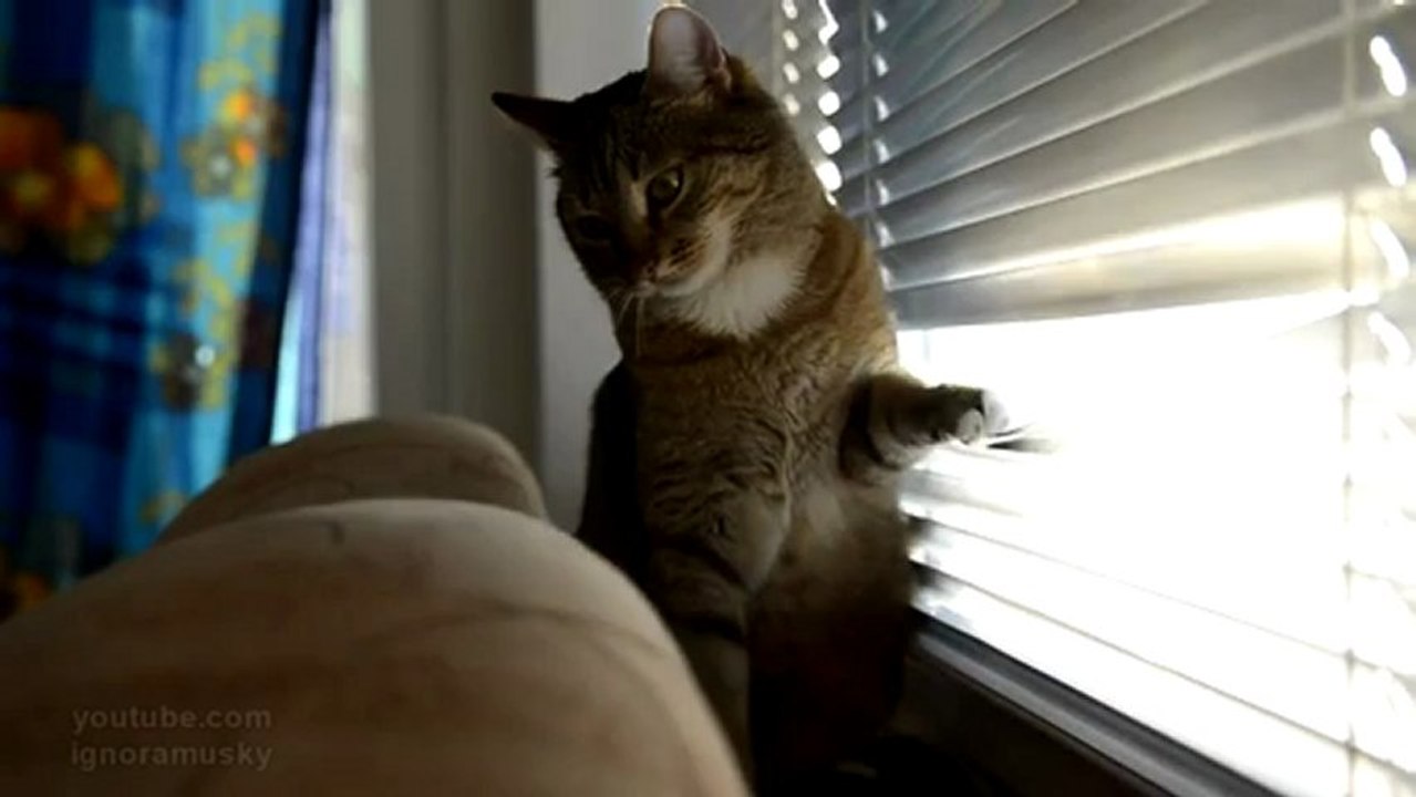 Bir Kedi Evde Sıkılırsa Ne Yapar? Dailymotion Video