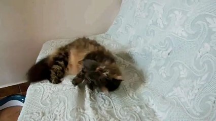Minouche joue avec la chaussette d'herbe à chat