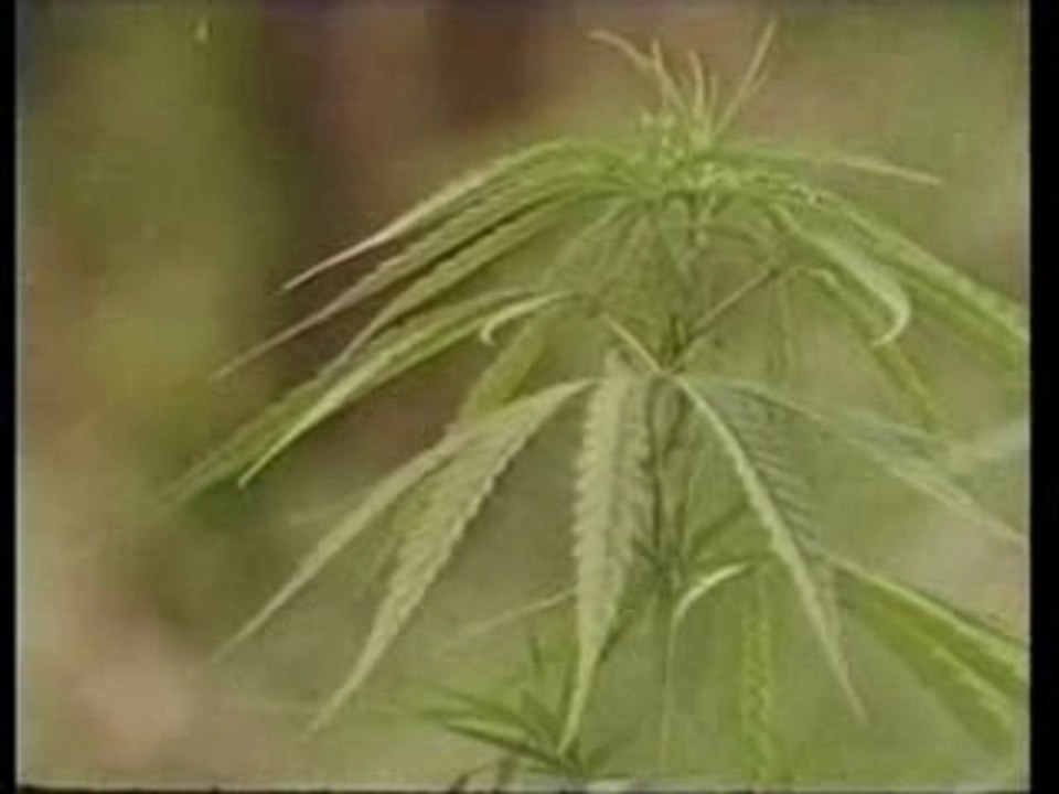 Peter Tosh smoking herb