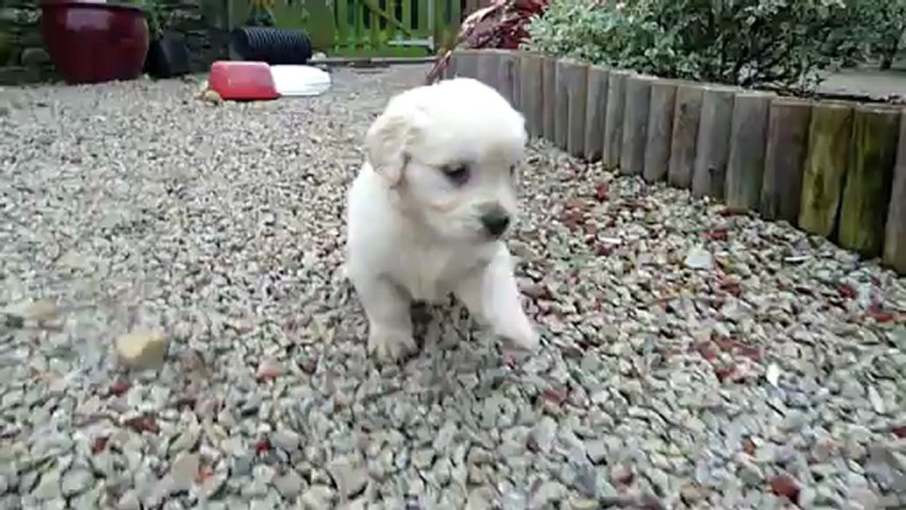 Petits câlins des chiots golden retriever avec leur maman Caya, disponibles à la vente