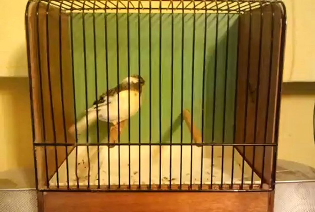 GLOSTER-SERCAN DEMİR