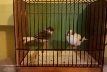 GLOSTER-SERCAN DEMİR