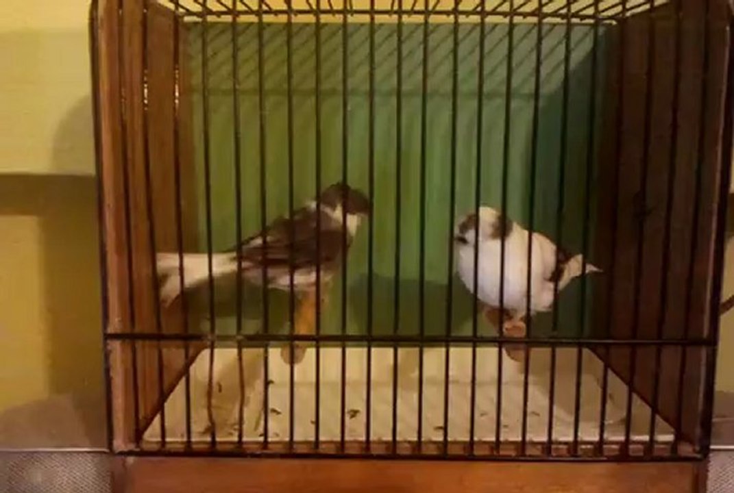 GLOSTER-SERCAN DEMİR