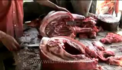 Animal slaughter-13-1-DVD-107.flv
