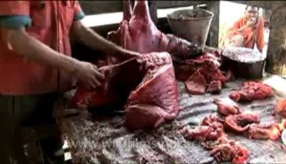 Animal slaughter-13-2-DVD-107.flv