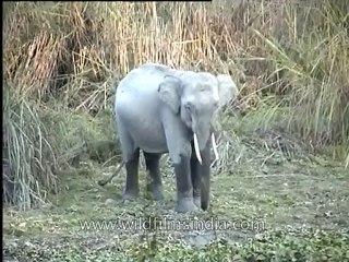 Assam-kaziranga-elephant-mdv-883-1.mp4