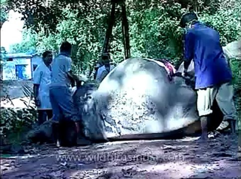 Assam-kaziranga-mdv-1002-1.flv