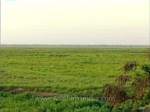 Assam-kaziranga-mdv-1002-10.flv