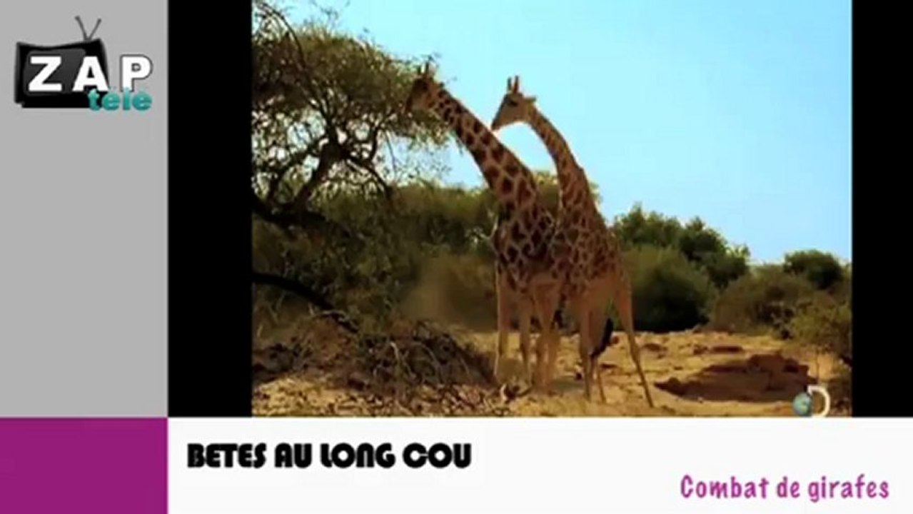 Zapping du net du 8 janvier 2013