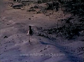 Assam-kaziranga-mdv-1002-11.flv