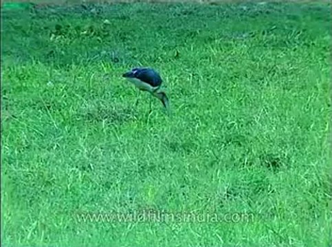Assam-kaziranga-mdv-1002-14.flv
