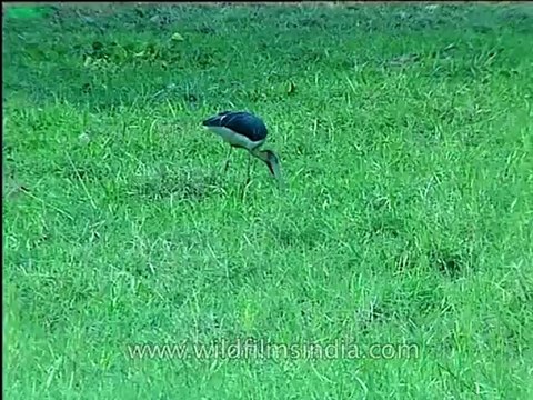 Assam-kaziranga-mdv-1002-14.mov