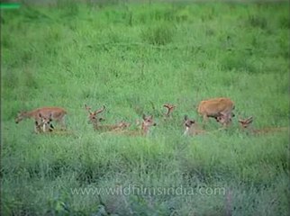 Assam-kaziranga-mdv-1002-16.flv