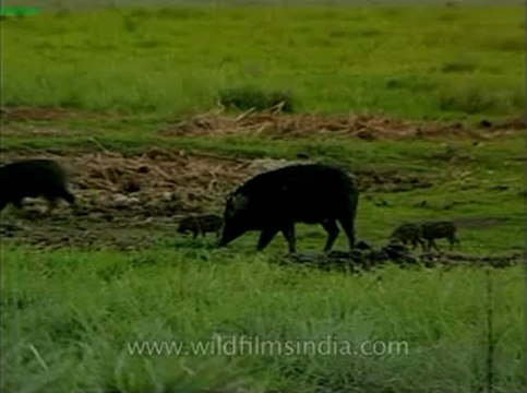 Assam-kaziranga-mdv-1002-18.flv