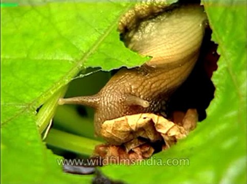 Assam-kaziranga-mdv-1002-2.flv