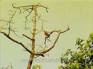 Assam-kaziranga-mdv-1003-1.flv