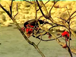 Assam-kaziranga-mdv-1003-3.flv