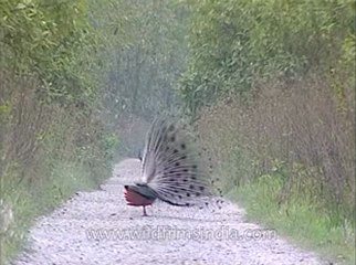Assam-kaziranga-mdv-1004-2.flv
