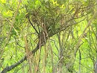 Assam-kaziranga-mdv-1004-6.flv