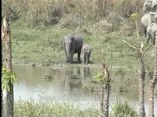 Assam-kaziranga-mdv-883-1-12.flv