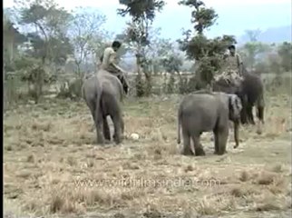 Assam-kaziranga-mdv-883-1-14.flv