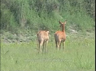 Assam-kaziranga-mdv-961-1-2.flv