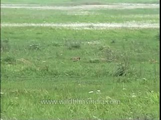 Assam-kaziranga-mdv-961-1-3.flv