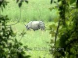 Assam-kaziranga-rhino-mdv-868-1.flv