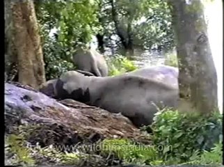 Assam-mdv-631-6-1.flv